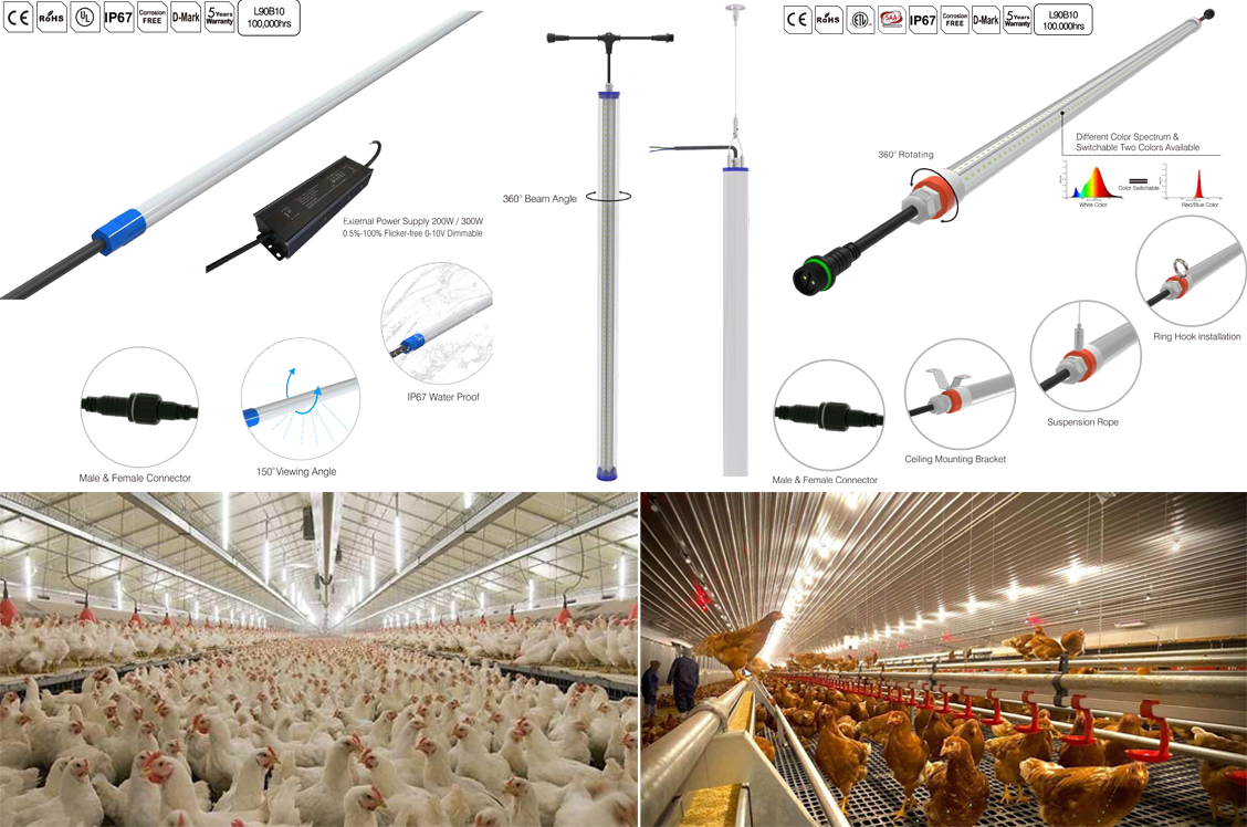 Poultry Lighting Solution